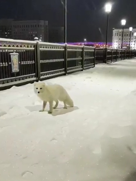 Дикого песца заметили в центре Салехарда