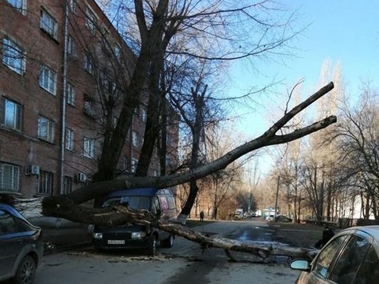Водитель пострадал при падении дерева на машину в Таганроге