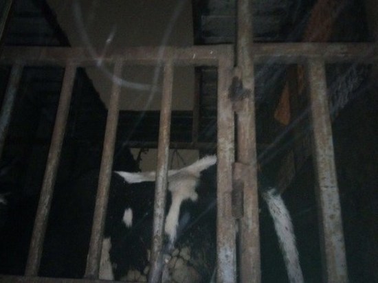 В Брянской области задержаны коровы-нелегалы