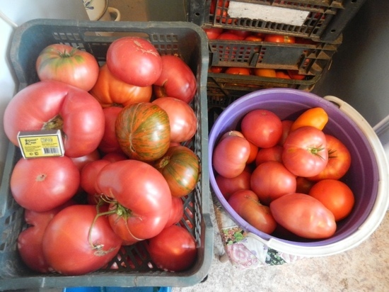 Агроном рассказал, что самые урожайные сорта помидор не продаются