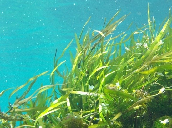 Напиток из морского сорняка поможет сбросить лишние килограммы