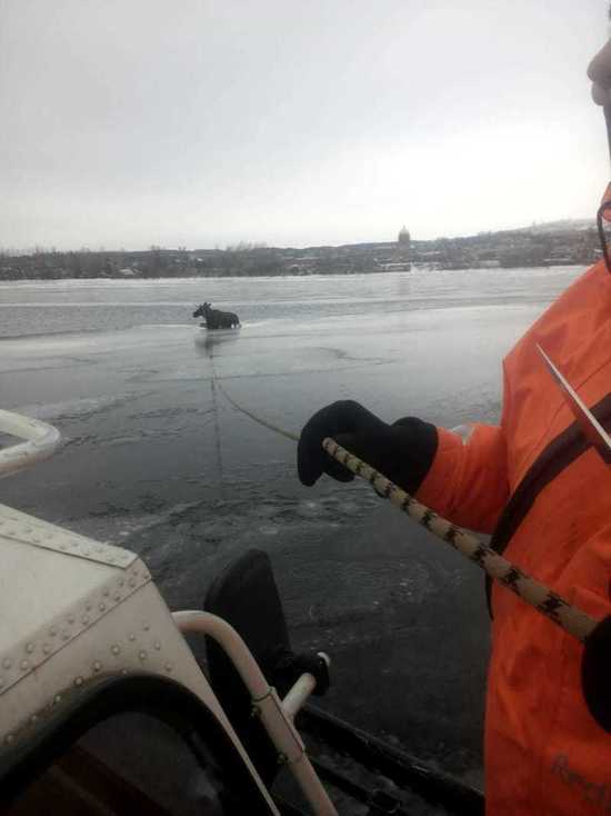 В Татарстане спасли провалившегося под лёд на Каме лося