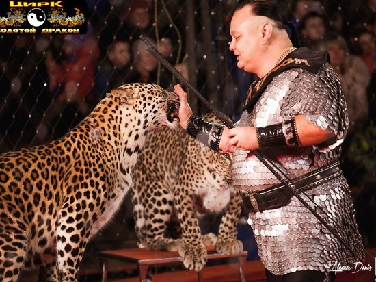 «Леопарды не должны развлекать людей в –20»: красноярцы готовят протест против цирка-шапито у «Планеты»