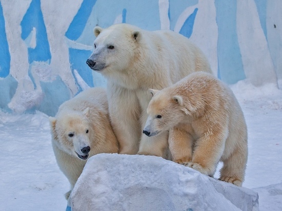В Новосибирске белые медведи начали строить горки в зоопарке