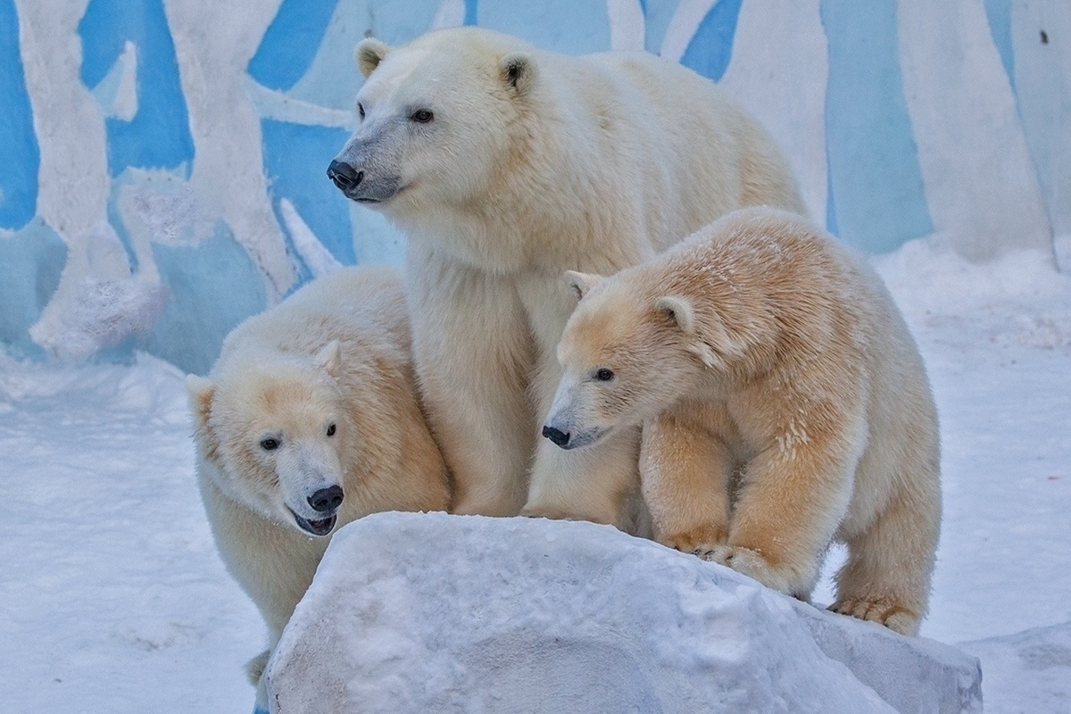 Зоопарк новосибирск белые медведи