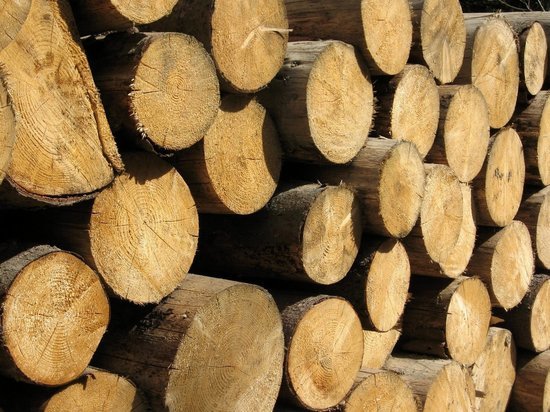 Более тысячи деревьев вырубят в Хабаровске