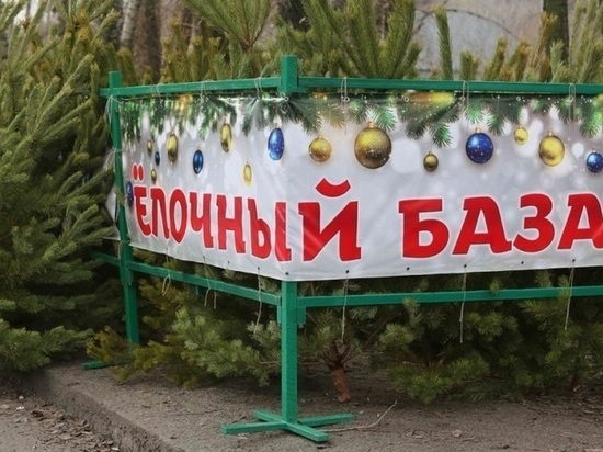 Где и почём купить новогоднюю ёлку в Краснодаре