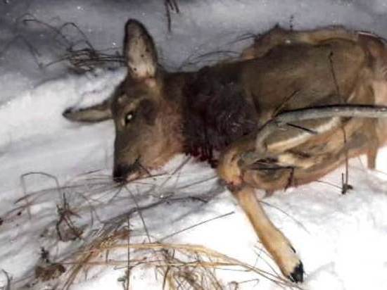 Башкирские полицейские задержали браконьера, застрелившего косулю