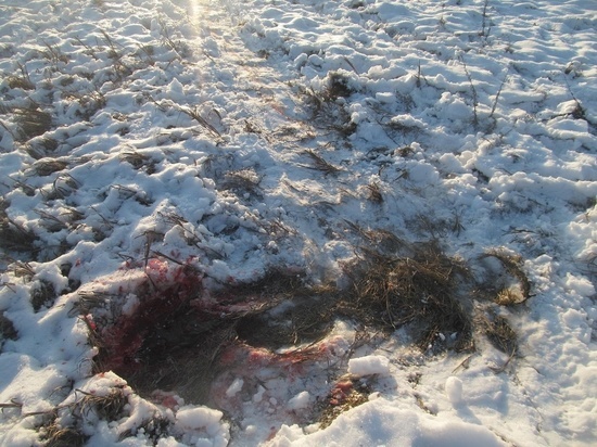 В Тамбовской области задержан браконьер