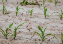 Почти 100 млн рублей выплатят аграриям Забайкальского края за потерянный из-за засухи летом 2019 урожай