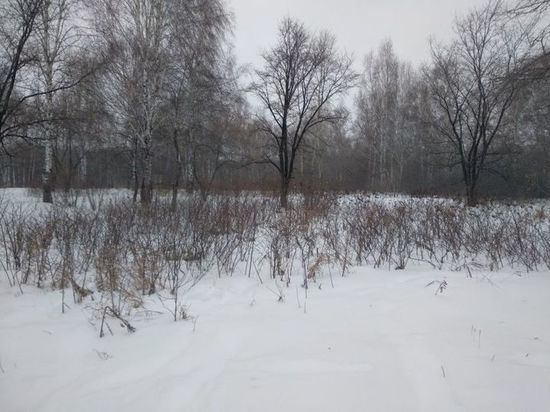 «Птиц мы не спасем, зато спасем себя»: орнитолог Алексей Эбель о вырубке парковых зон в Барнауле