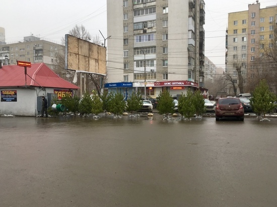 В Саратове заработали первые елочные базары