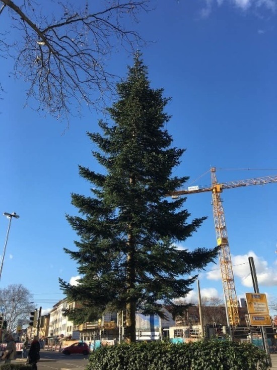 В немецком Фрайбурге украдена восьмиметровая елка