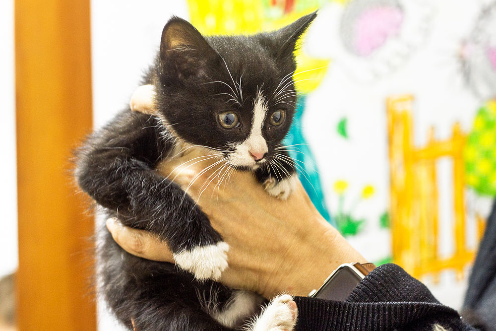 Музейные кошки в Хабаровске: как живет первая музейная хвостатая чета
