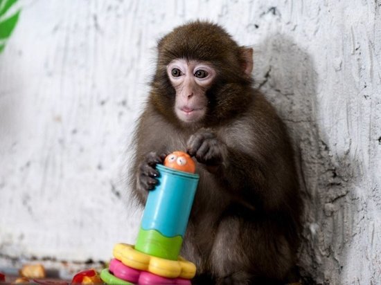 В столице Хакасии собирают игрушки для животных