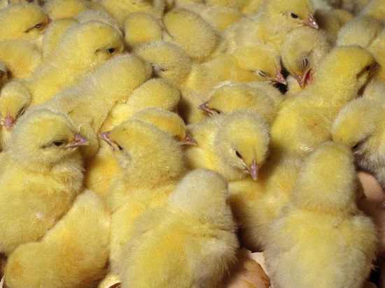 Челябинскую птицефабрику оштрафовали за загрязнение экологии куриным пометом и нефтепродуктами