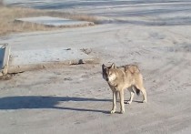 9 декабря в село Иван-Озеро Читинского района вышел волк