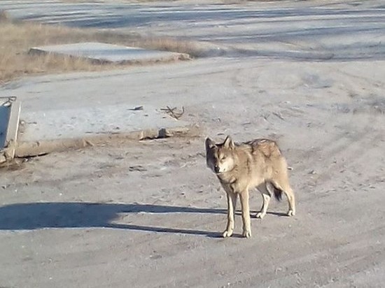 Волк разоряет запасы жителей села в Читинском районе