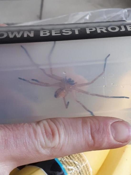 В немецком супермаркете обнаружен ядовитый паук