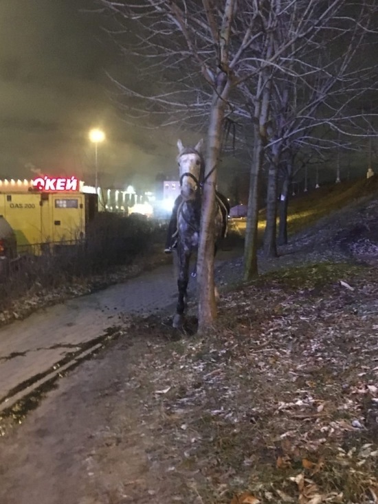 Полиция Петербурга устроила погоню за сбежавшей лошадью
