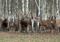 Законопроект о вольерной охоте принят в первом чтении Госдумой РФ в среду, 11 декабря