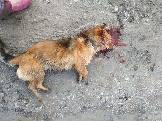 По факту жестокого убийства собаки в Северском районе год спустя возбудили уголовное дело