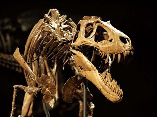 Ученые из Санкт-Петербурга нашли останки динозавров в Бурятии