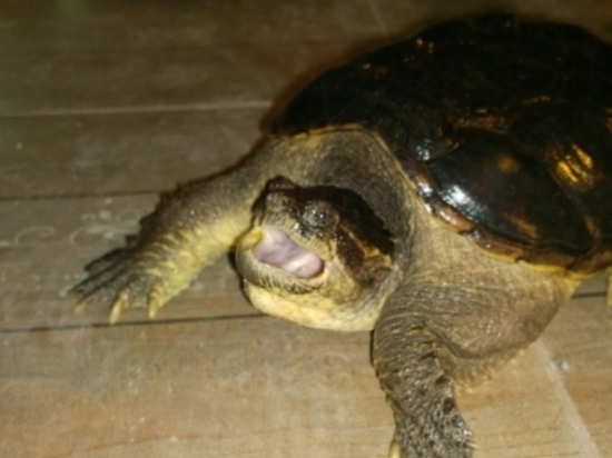 Зоогалерея Иркутска из-за долгов продаёт двух каймановых черепах