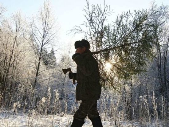 В Тамбовской области задержаны новогодние браконьеры
