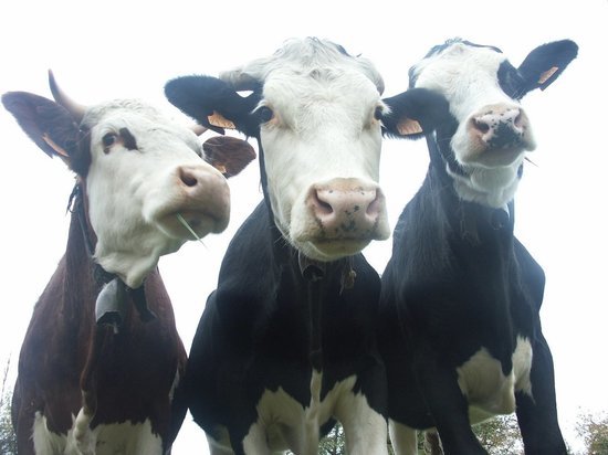 Десятки баранов и коров пытались провезти из ЕАО в Хабаровск