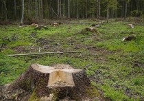 В Могочинском районе директор горнорудной компании велел вырубить более двух тысяч деревьев, заведомо зная, что участок леса находится на особо охраняемой природной территории