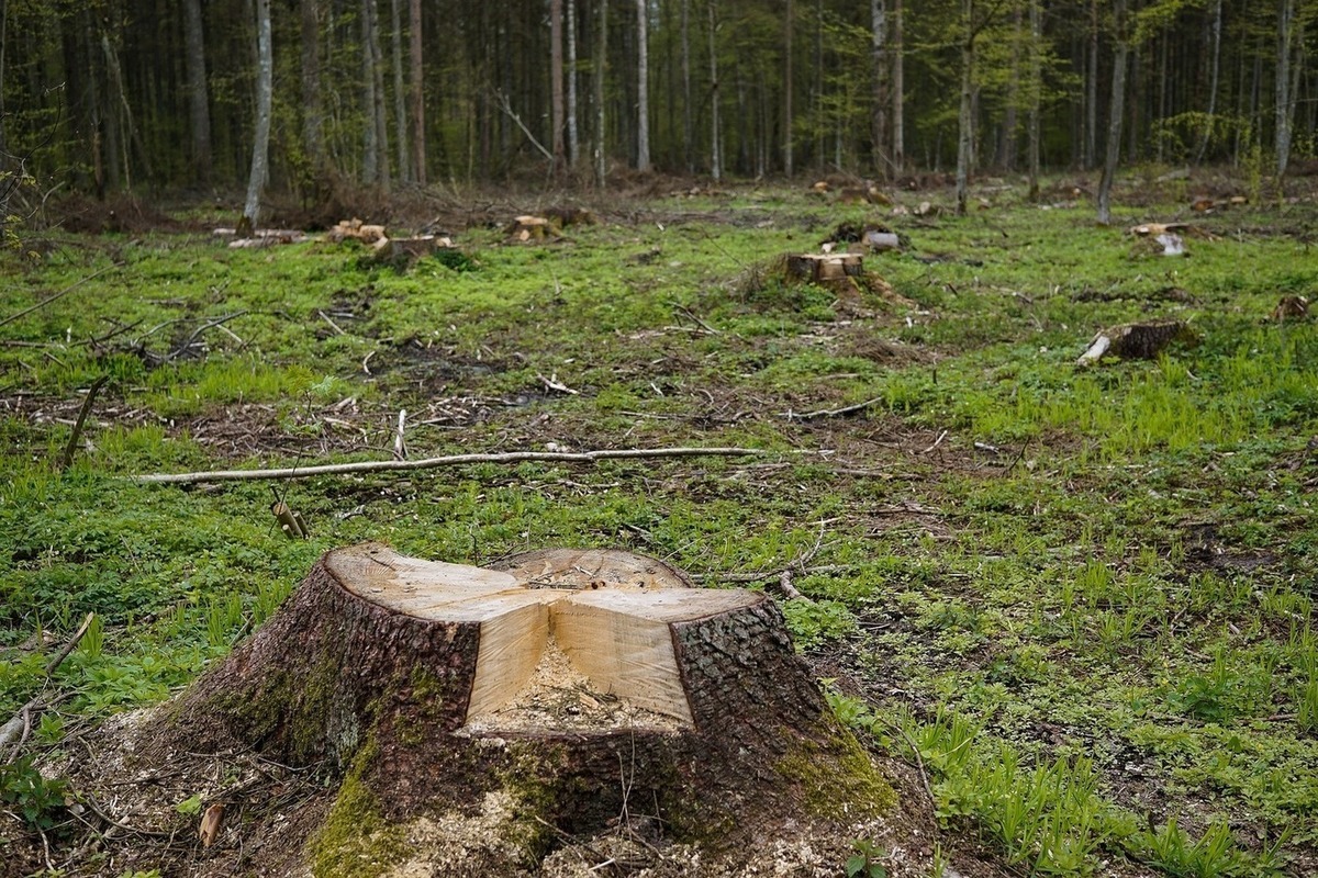 Вырубленный лес картинки