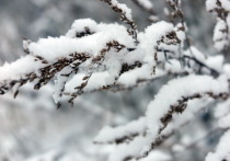 Погода в Марий Эл в выходные 14-15 декабря будет умеренно холодной, и пойдет снег