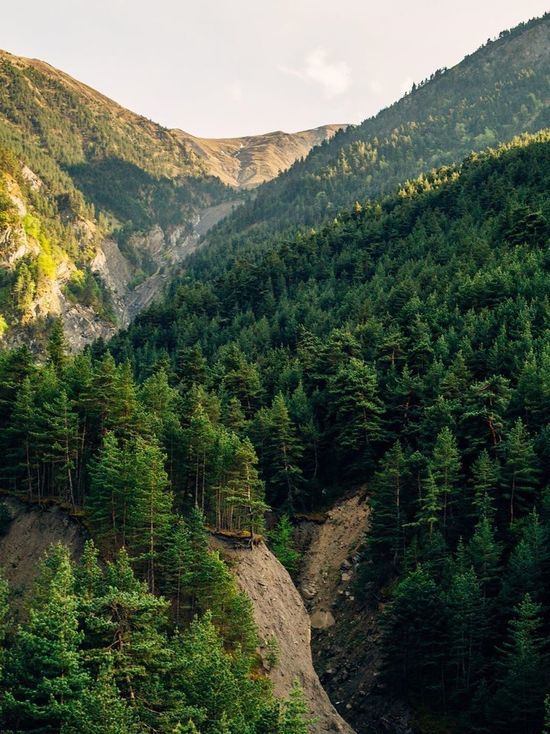 40 млн на сохранение лесов получит Дагестан