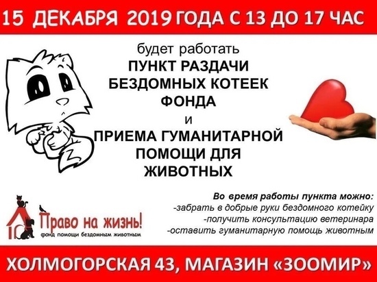 В «Зоомире» Ноябрьска раздадут кошек и примут помощь для бездомных животных