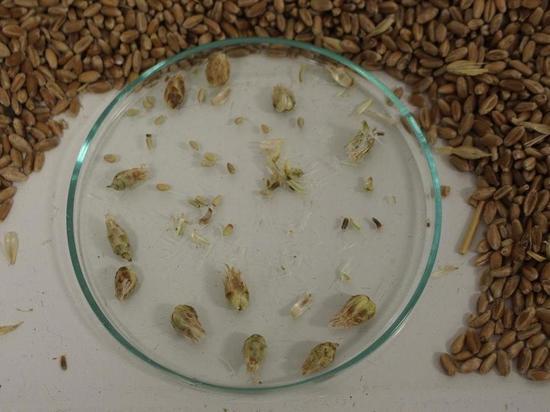 В Калмыкии в партии пшеницы обнаружен злостный сорняк