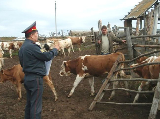 Двое краснодарцев подозреваются в скотокрадстве на территории Калмыкии
