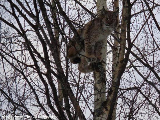 Рысь, которая гуляла по улицам Палеха, отвезут в зоопарк