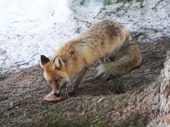 В Оренбурге по двору гуляет лиса