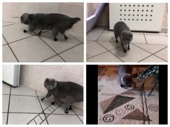 Новосибирские ветеринары вживили безногой кошке титановые протезы лап