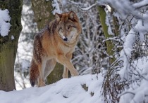 В Забайкалье волки уничтожают сельхозживотных. Глава региона предложил обратиться к охотникам