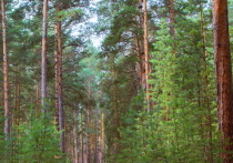Уникальное свойство леса заключается в его регенерации и самовоспроизводстве