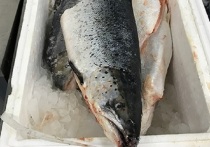 Продавцы не смогли подтвердить происхождение рыбы сопроводительными документами