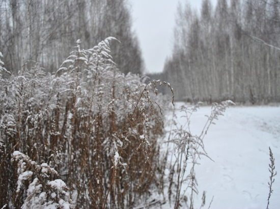 Синоптики спрогнозировали снежный январь в ЦФО