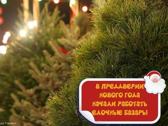 В Рязани начали работать елочные базары