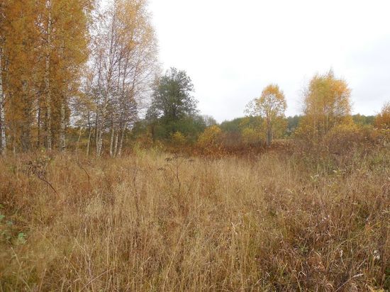 В Тверской области собственник попытался скрыть зарастание 156 гектаров сельхозугодий