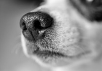 В городе Гусиноозерск Республики Бурятия прохожие возле дома увидели собаку с человеческими останками в зубах