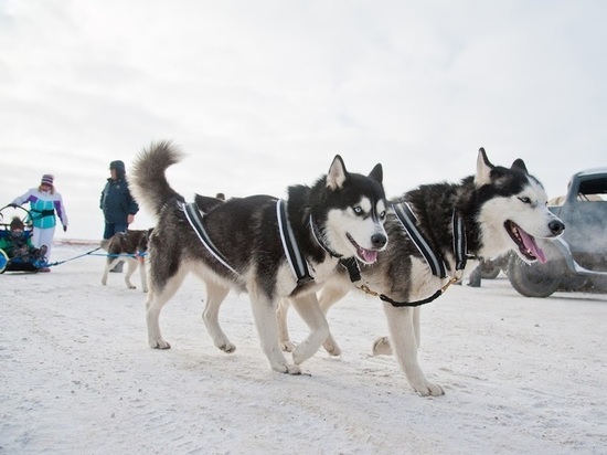 Советы для волгоградцев, как выгуливать собак в холодную погоду