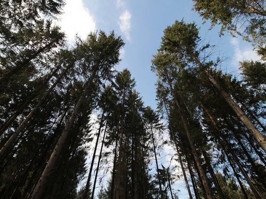 «Черные лесорубы» спилили лес почти на 6 млн рублей в Забайкалье