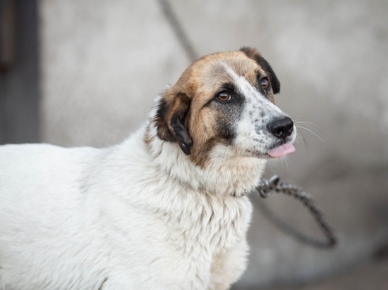 Отловщики собак заявили о прекращении контракта: в мэрии отрицают